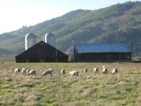 Commercial Agriculture Property in Douglas County Oregon