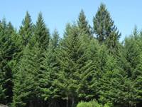 Recreation and Forest Property in Douglas County Oregon
