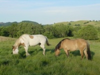 Hobby Farm Property in Douglas County Oregon